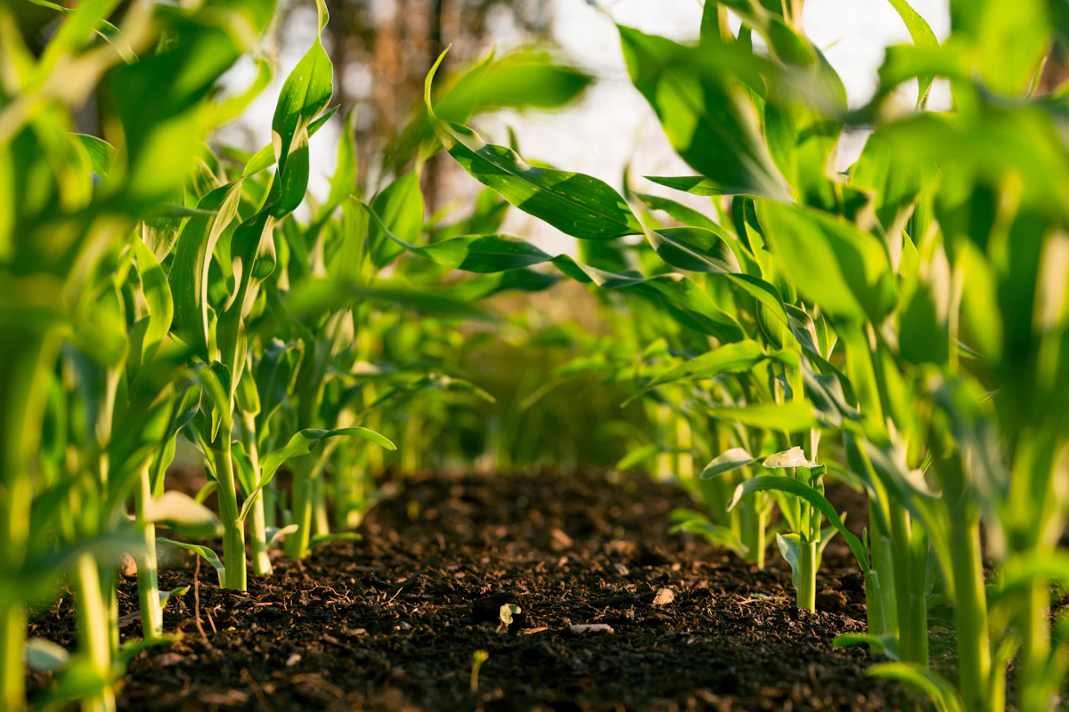 Vista aérea de uma colheitadeira moderna em campo agrícola, ilustrando logística e safra